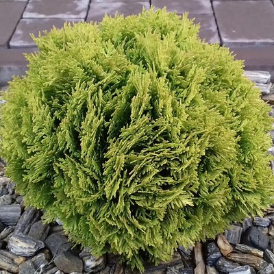 Thuja Occidentalis Danica Aurea