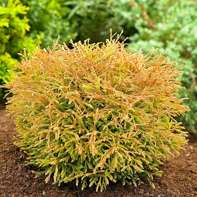 Thuja occidentalis 'Golden Tuffet' T&ouml;rpe arany tuja