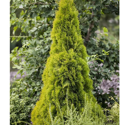 Thuja occidentalis 'Janed Gold' Arany Smaragd tuja