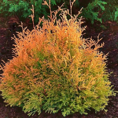 Thuja occidentalis 'Rheingold' T&ouml;rpe arany g&ouml;mbtuja