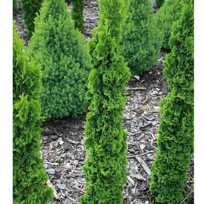 Thuja occidentalis 'Spiralis Mini' Törpe oszlopos tuja