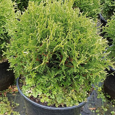 Thuja occidentalis 'Tiny Tim' Gömbtuja