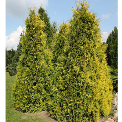 Thuja occidentalis 'Yellow Ribbon' Arany nyugati tuja