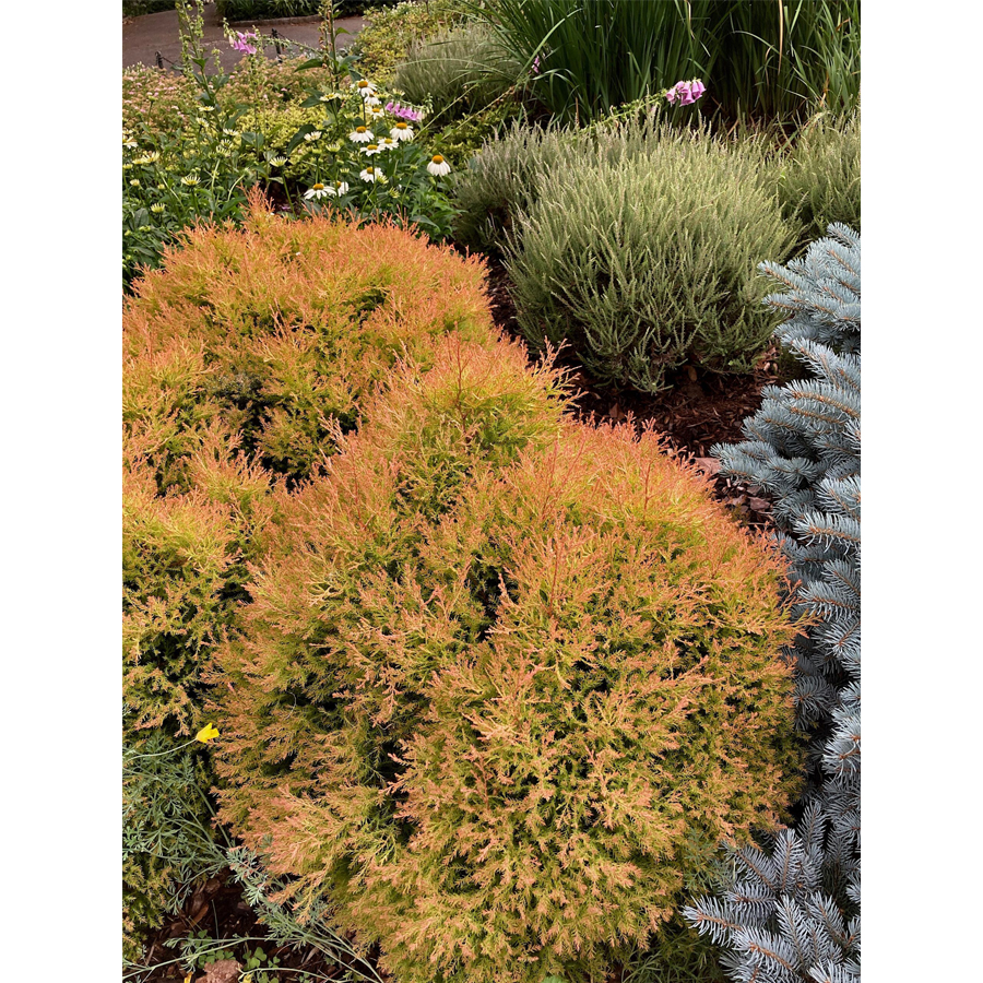 Thuja occidentalis 'Fire Chief' Nyugati tuja