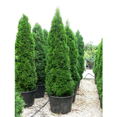 Thuja occidentalis 'Smaragd' Smaragd tuja