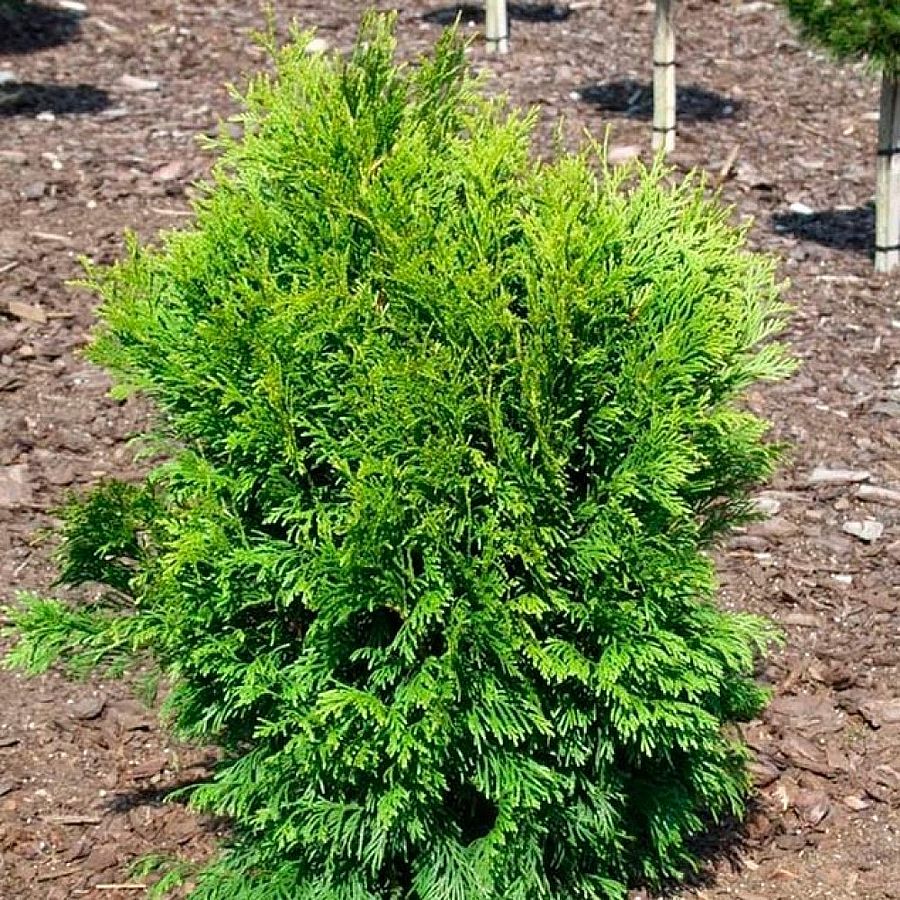 Thuja occidentalis 'Tip-Top' Nyugati tuja