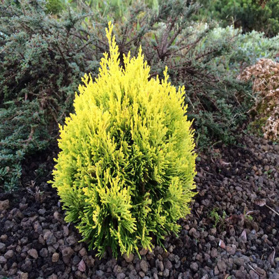 Thuja orientalis 'Golden Pygmy' Arany keleti tuja