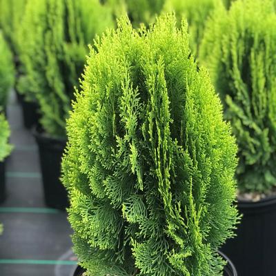 Thuja orientalis 'Morgan' Arany keleti törpe tuja