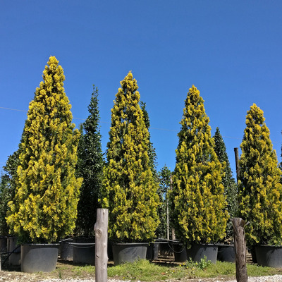 Thuja orientalis 'Pyramidalis Aurea' Arany keleti oszlopos tuja