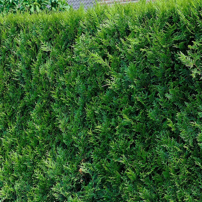 Thuja plicata 'Atrovirens' &Oacute;ri&aacute;s tuja