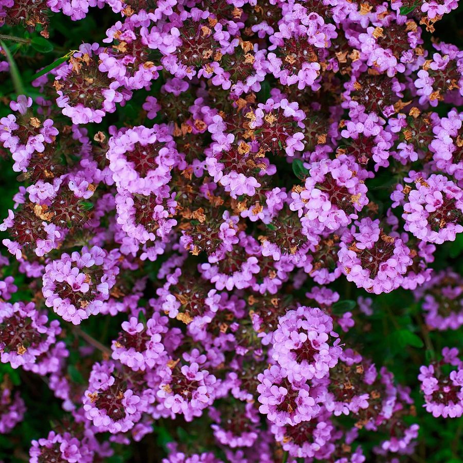 Allium 'Avatar' D&iacute;szhagyma