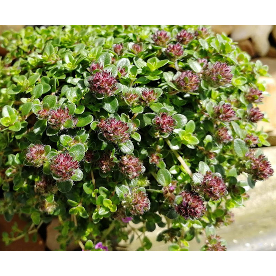 D&iacute;szhagyma Allium 'Avatar'