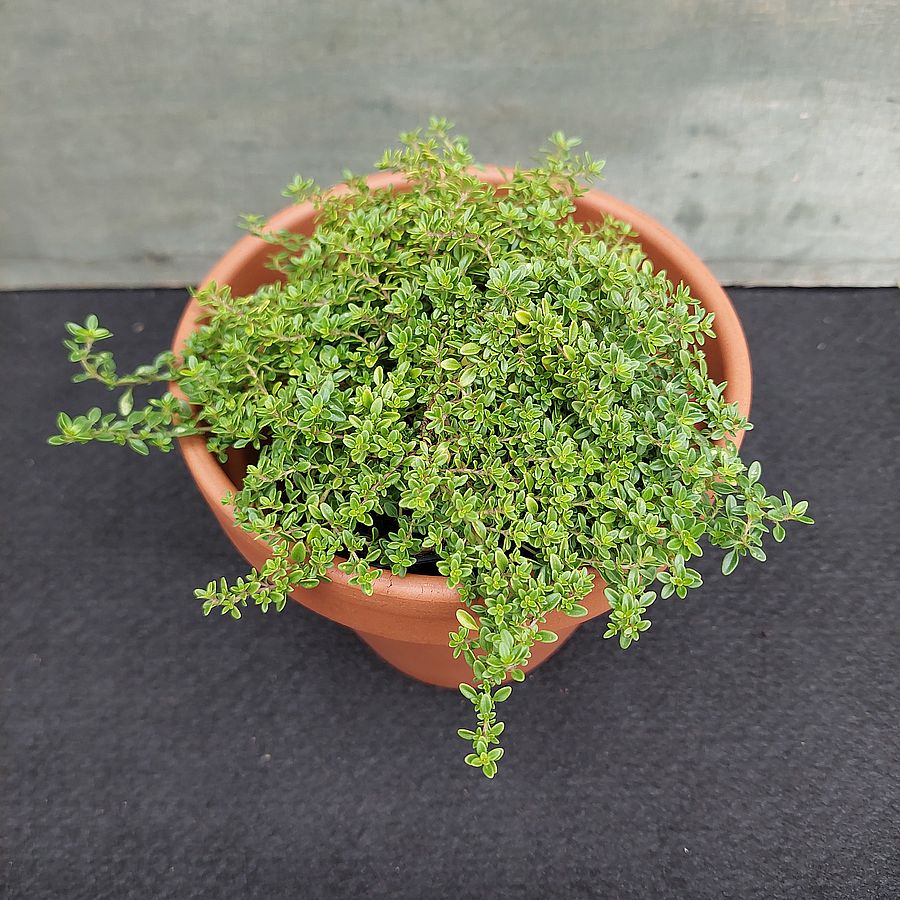 Thymus citriodorus 'Archer's Gold' Kakukkfű