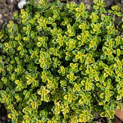 Thymus citriodorus 'Aureus' Arany Kakukkfű