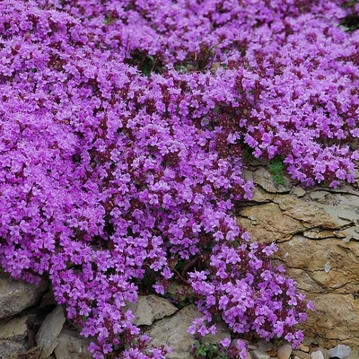 Thymus praecox 'Coccineus' K&uacute;sz&oacute; kakukkfű