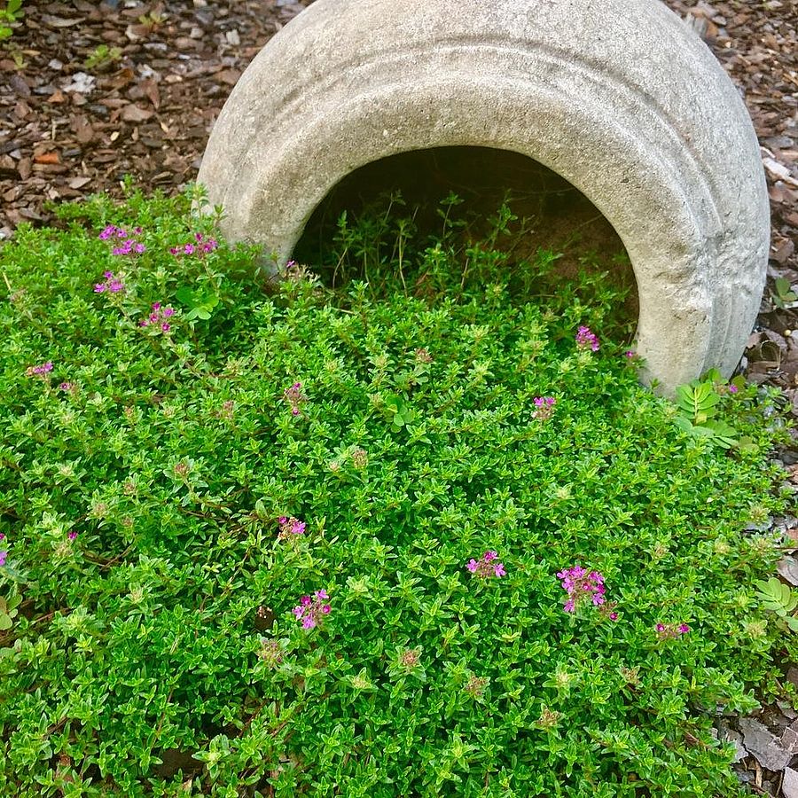 Thymus praecox 'Creeping Red' Kúszó kakukkfű