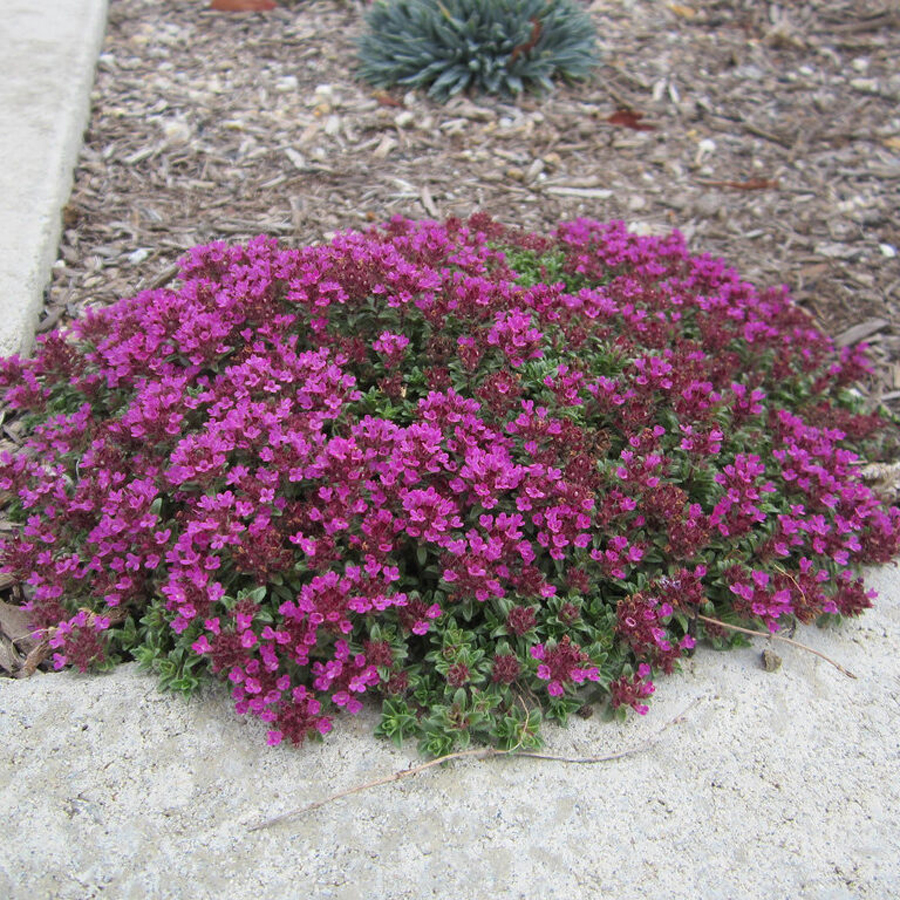Kúszó kakukkfű Thymus praecox 'Creeping Red'
