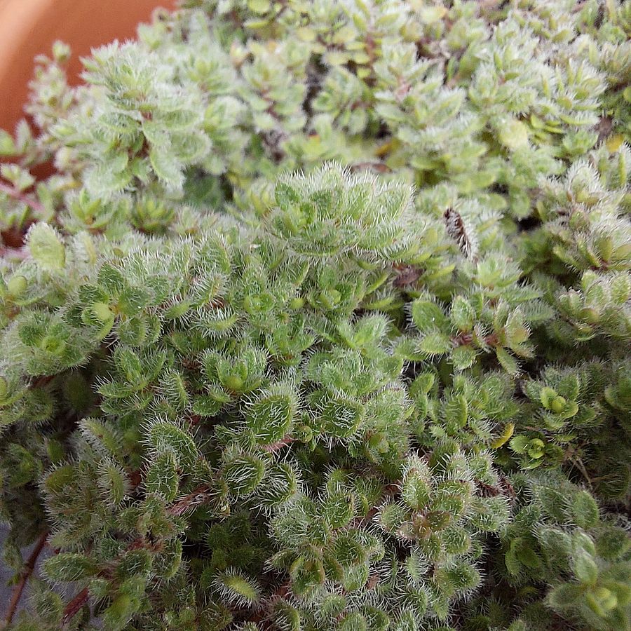 Thymus praecox 'Pseudolanuginosus' K&uacute;sz&oacute; kakukkfű