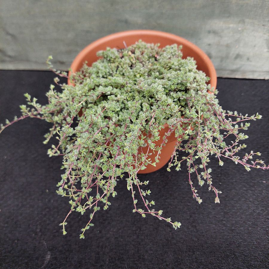 Kúszó kakukkfű Thymus praecox 'Pseudolanuginosus'
