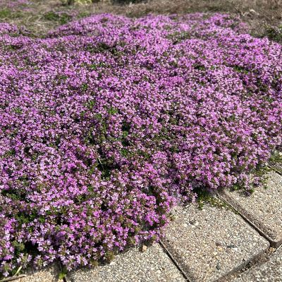 Thymus praecox Kúszó kakukkfű