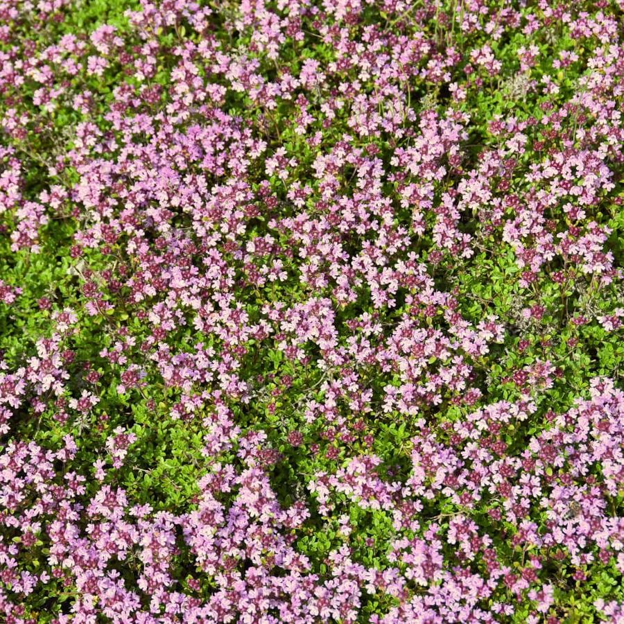 Thymus serpyllum 'Pink Chintz' Mezei Kakukkfű