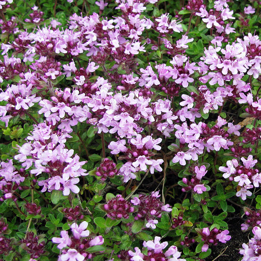 Thymus serpyllum Mezei Kakukkfű