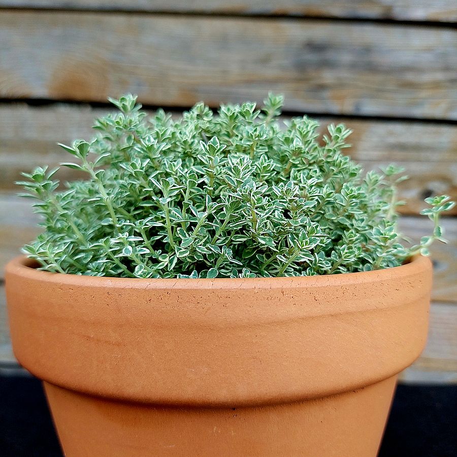 Kakukkfű Thymus 'Sparkling Bright'