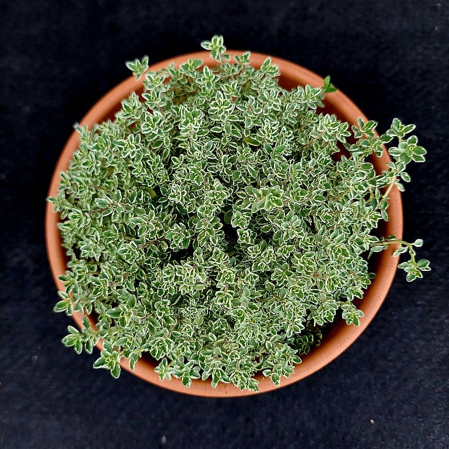 Thymus 'Sparkling Bright' Kakukkfű