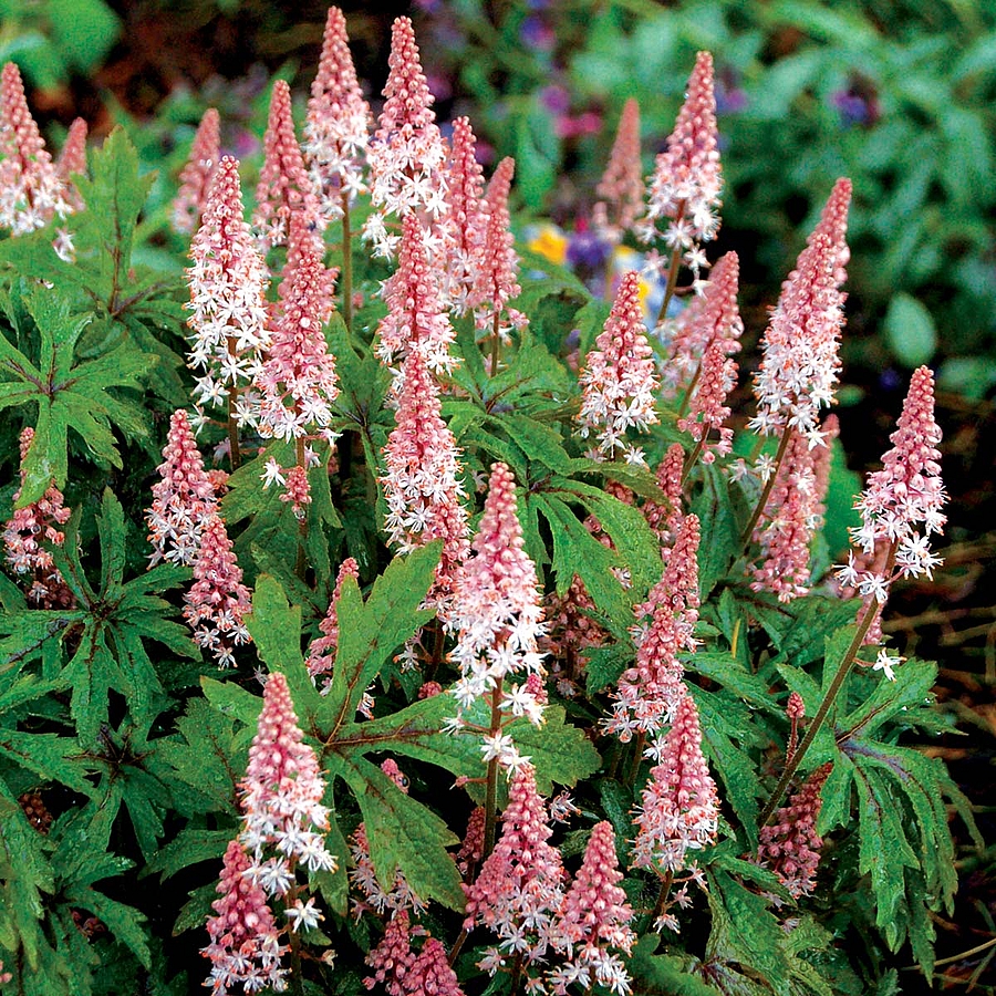 Tiarella 'Pink Skyrocket' Turb&aacute;ntok