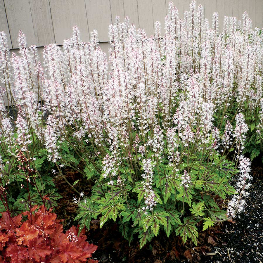 Tiarella 'Sylvan Lace' Turb&aacute;ntok