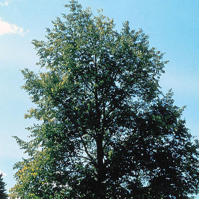 Tilia americana 'Nova' Amerikai hárs