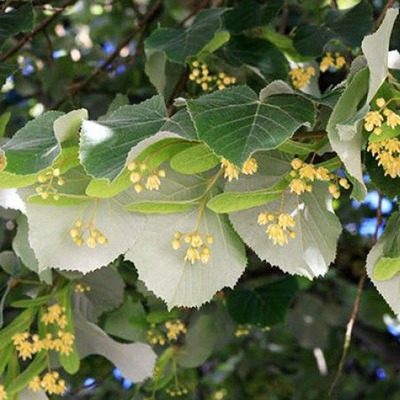 Tilia hybrida 'Argentea' (Americana) Hibridh&aacute;rs
