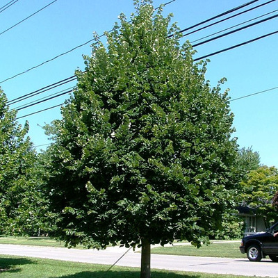 Tilia cordata 'Greenspire' Kislevelű hárs