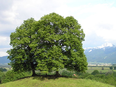 Tilia cordata Kislevelű hárs