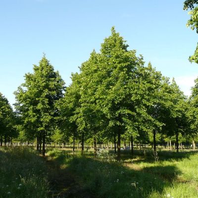 Tilia europaea 'Pallida' Európai hárs