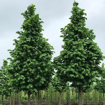 Tilia platyphyllos 'Fastigiata' Oszlopos nagylevelű hárs