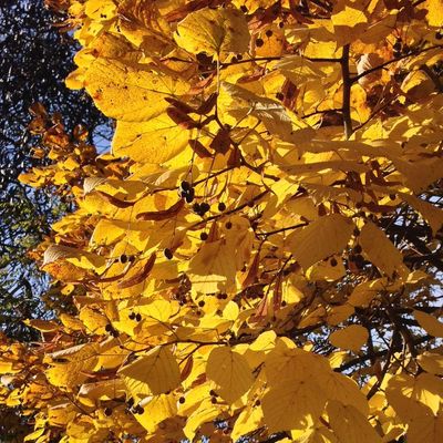 Oszlopos nagylevelű hárs Tilia platyphyllos 'Fastigiata'