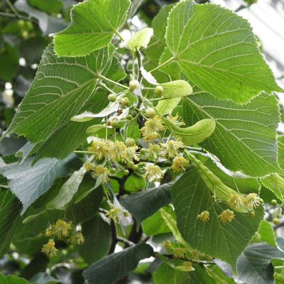 Tilia platyphyllos Nagylevelű hárs