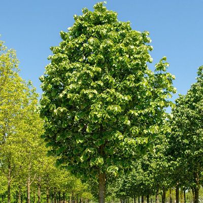 Tilia tomentosa 'Szeleste' Ezüst hárs