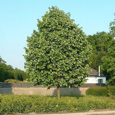 Tilia tomentosa 'Brabant' Ezüst hárs