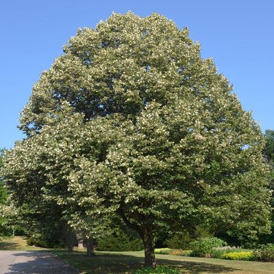 Tilia tomentosa Ezüst hárs