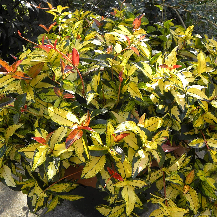 Trachelospermum asiaticum 'Summer Sun' Csillagj&aacute;zmin