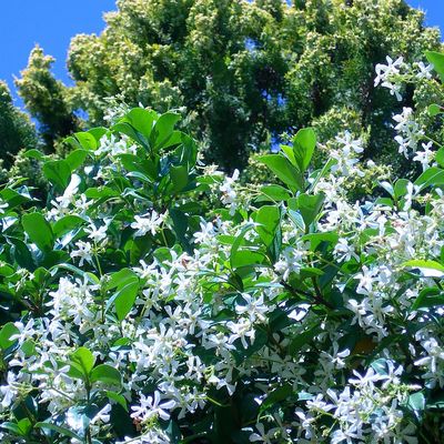 Csillagjázmin Trachelospermum jasminoides