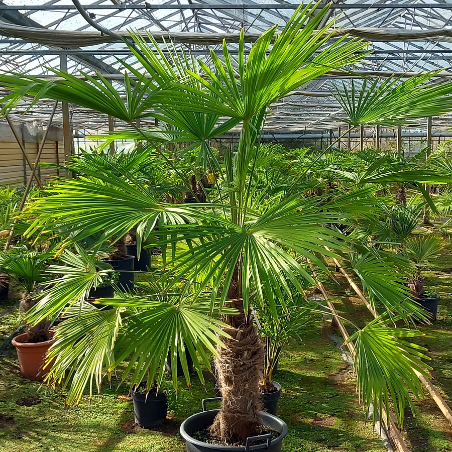 Kínai kenderpálma Trachycarpus fortunei