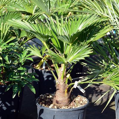 Japán kenderpálma Trachycarpus wagnerianus