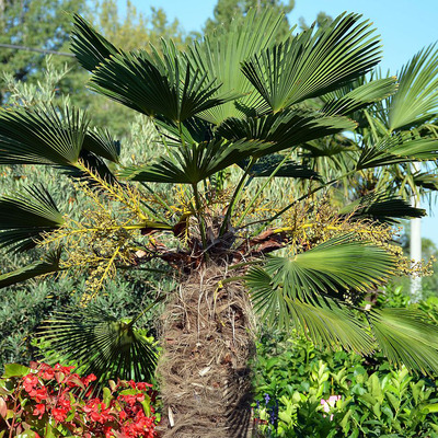 Japán kenderpálma Trachycarpus wagnerianus