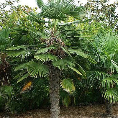 Japán kenderpálma Trachycarpus wagnerianus