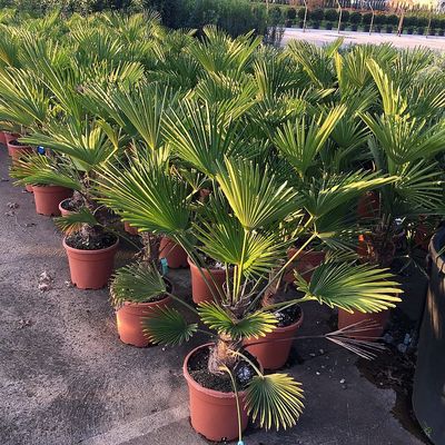 Japán kenderpálma Trachycarpus wagnerianus