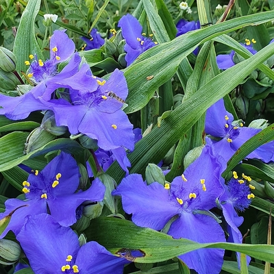 Tradescantia andersoniana 'Zwanenburg Blue' Kerti pletyka