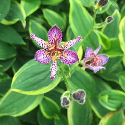 Tricyrtis formosana 'Autumn Glow' Kínai púpliliom